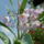 Solanum_glaucophyllum__ausztral_kek_csengettyuvirag-001_1730129_7839_t