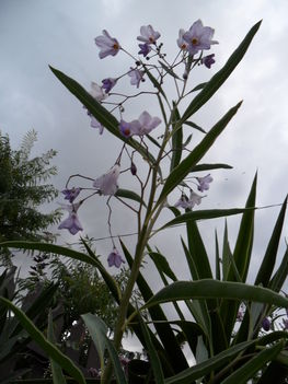 Solanum glaucophyllum - Ausztrál kék csengettyűvirág