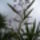 Solanum_glaucophyllum__ausztral_kek_csengettyuvirag-003_1730122_1237_t