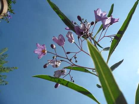 Solanum glaucophyllum - Ausztrál kék csengettyűvirág