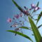 Solanum glaucophyllum - Ausztrál kék csengettyűvirág
