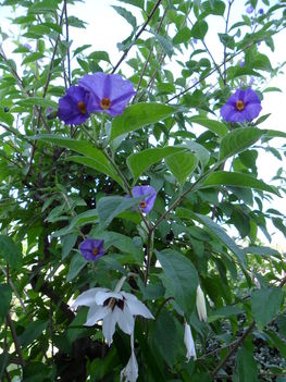 Solanum rantonetti - Encián és Csillagkardvirág (Gladiolus callianthus)