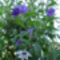 Solanum rantonetti - Encián és Csillagkardvirág (Gladiolus callianthus)