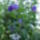 Solanum_rantonetti__encian_es_csillagkardvirag_gladiolus_callianthus_1730114_7789_t