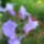Solanum_wendlandii__kuszo_encian_1730121_1323_t