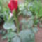 Vörös rózsa (2)