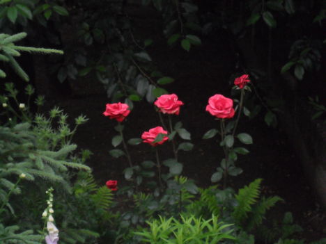Vörös rózsa (3)