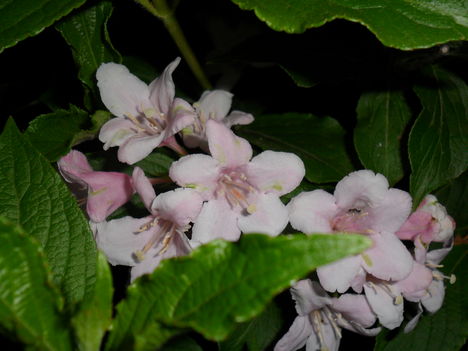 Weigela florida - Rózsalonc