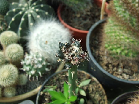 Ariocarpus oltvány