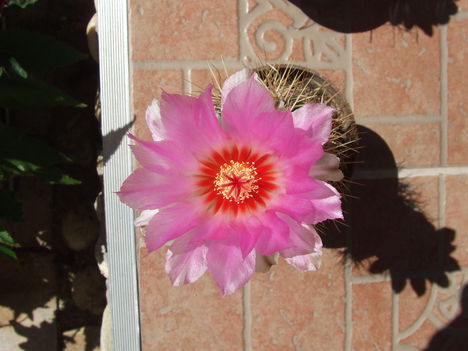 Bicolor