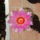 Bicolor_1741585_7330_t