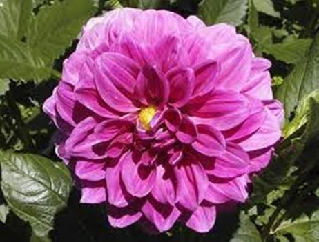 Dália