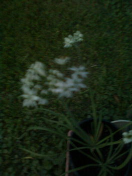 Fokhagyma izü metélőhagyma virága