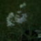 Fokhagyma izü metélőhagyma virága