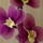 Orchidea-003_1741565_4043_t