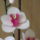 Orchidea-004_1741567_1698_t