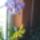 Orchideak_2-002_1741127_5787_t