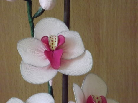 Orvhidea