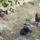 Az_en_torpe_schnauzereim__1742663_6192_t