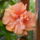 Ma_reggel_ok_udvozoltek_4_1742045_1735_t