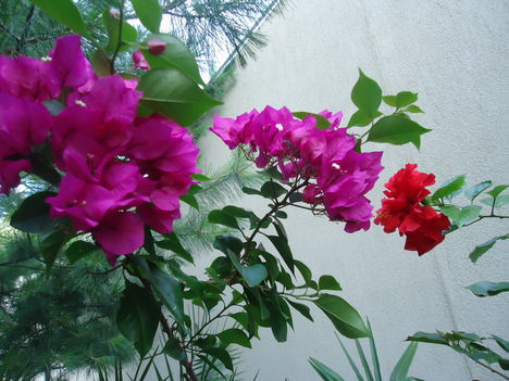Murvafürt és hibiscus