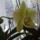 Orchidea_1742128_4169_t
