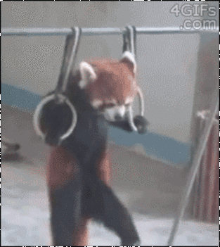 Vörös panda gyűrű gyakorlata_gif
