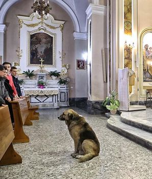 A kutya, aki egy olasz templomba jár..