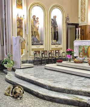 A kutya, aki egy olasz templomba jár... 