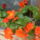 Begoniak_sorba_1_1744027_6615_t