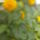 Disz_napraforgo-001_1744044_6768_t