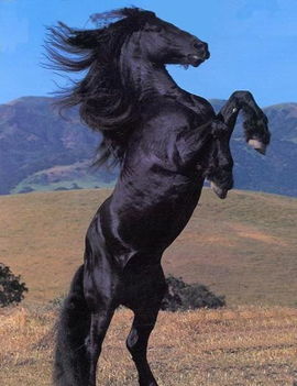 Egy másik csodálatos ló !
