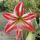 Az_amarilliszem_ma_reggelre_nyilt_ki_1745023_2366_t