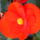 Begonia-003_1746517_8644_t