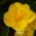 Begonia-005_1746520_6409_t