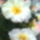 Begonia_meg_kinnt_1746557_2304_t