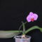 Phalaenopsis hybrid 1