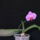 Phalaenopsis_hybrid_1_1746852_9269_t