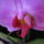 Phalaenopsis_hybrid_2_1746853_7997_t
