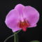Phalaenopsis hybrid 3