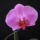 Phalaenopsis_hybrid_3_1746854_3551_t