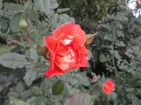 DSC01055