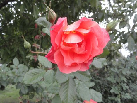 DSC01056