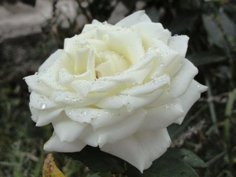 DSC01058  ; Fehér rózsa