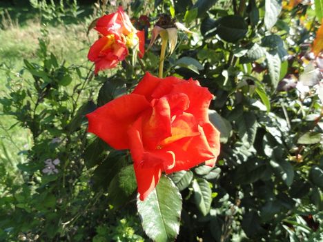 DSC01075