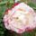 Rozsa-015_1747855_4497_t