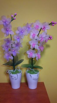 két orhideám