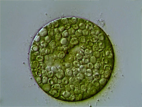 Növényi egysejtű ellapítva (Euglena)