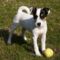 Parson_Russell_Terrier