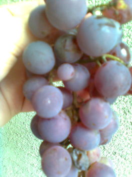 szőlő